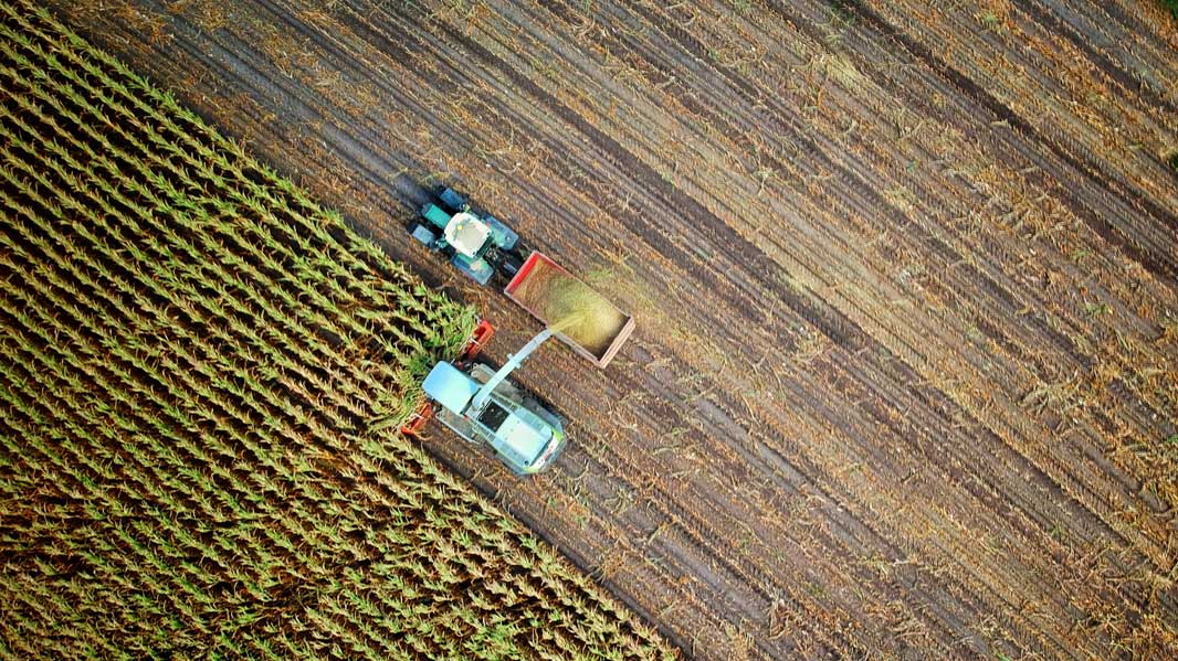 drone cane harvesting