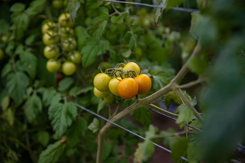 ripe tomato bunch