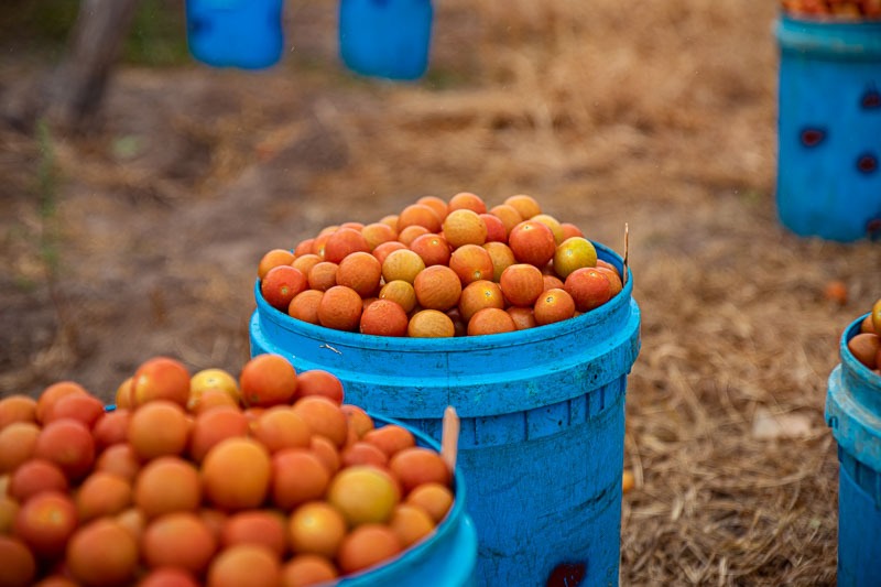 buckets of tomatos