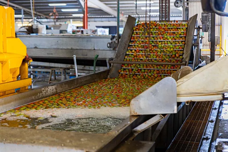 tomato washing machine
