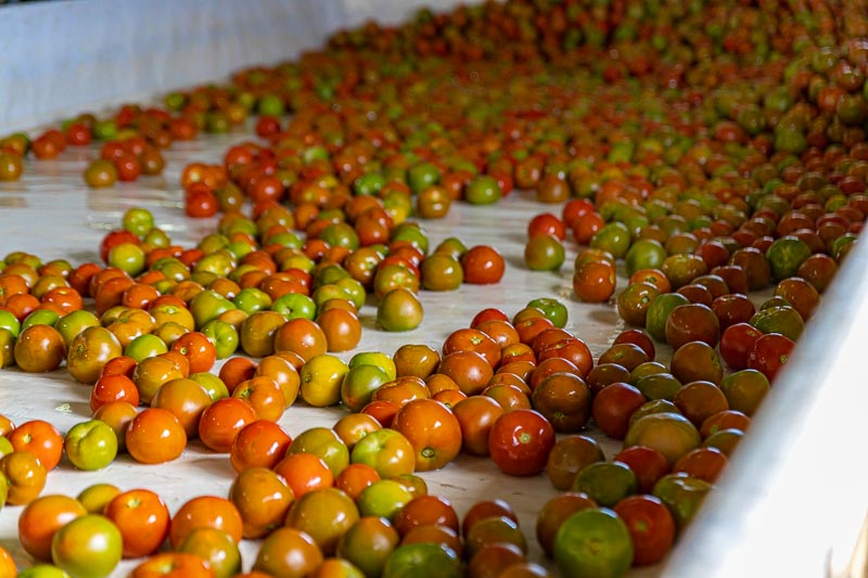 tomato's being sorted