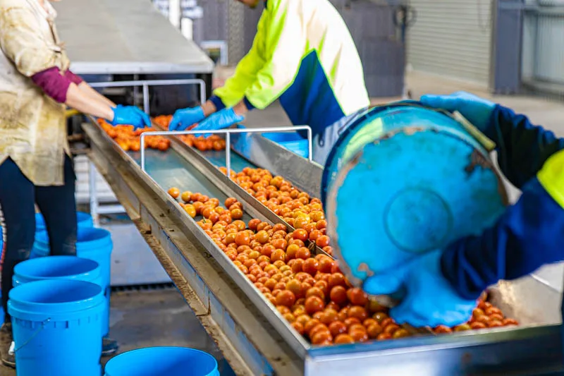 tomato's being sorted