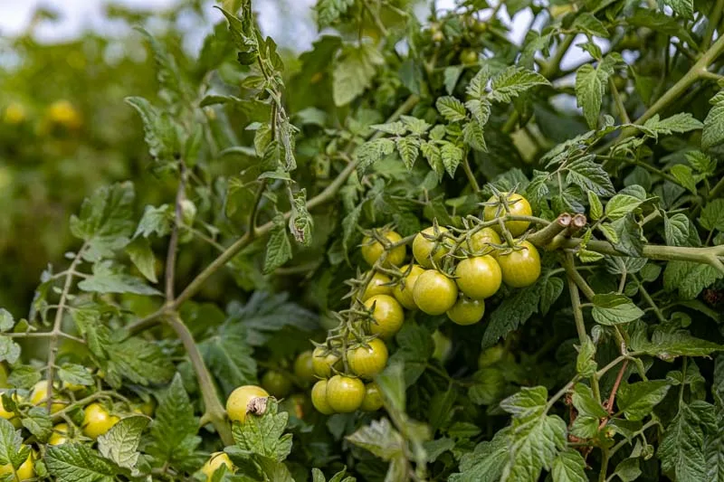 green tomato's on vine