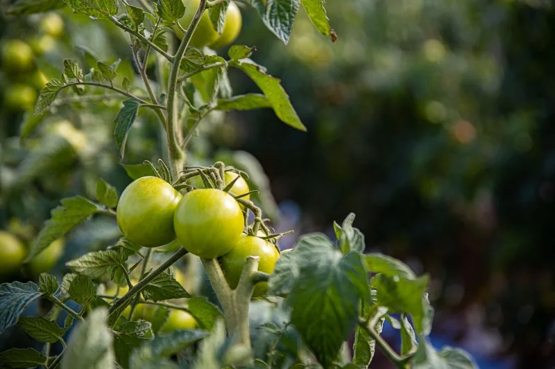 tomato on vine