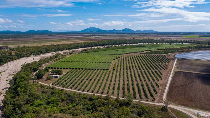 Aerial photo of tomato farm