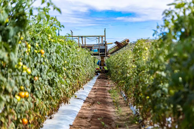 tomato rows