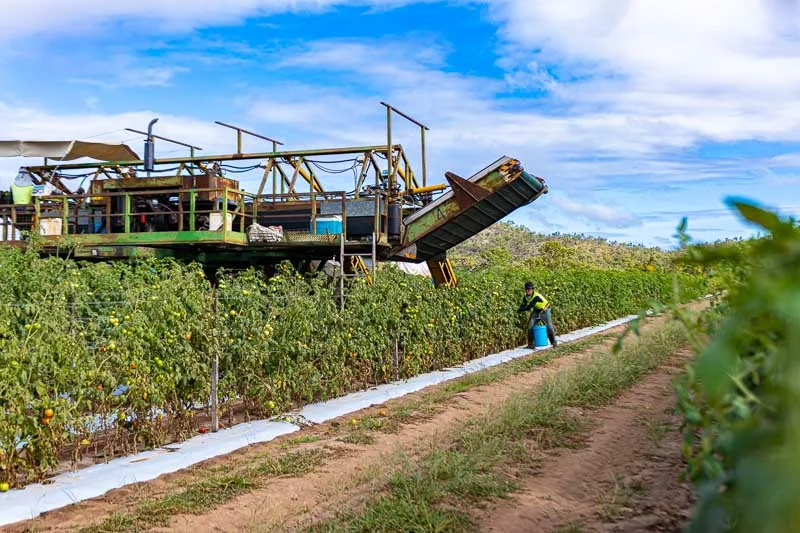 tomato picking machine