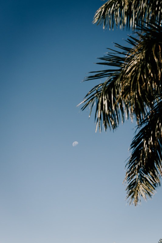 moon and palm trees
