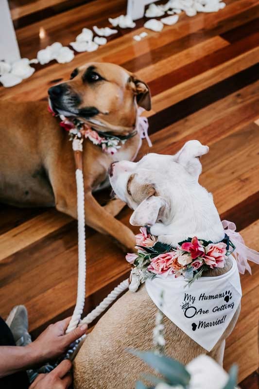Brown and white dogs with bandana and flowers