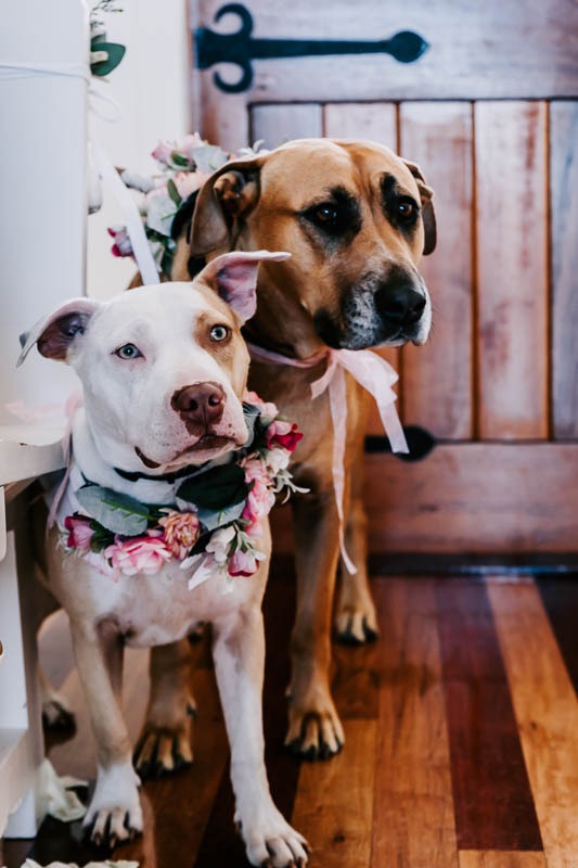 Brown and white dogs with flower collars