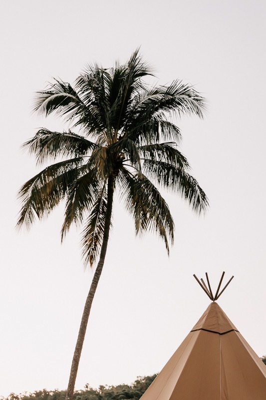 Palm tree with top of teepee