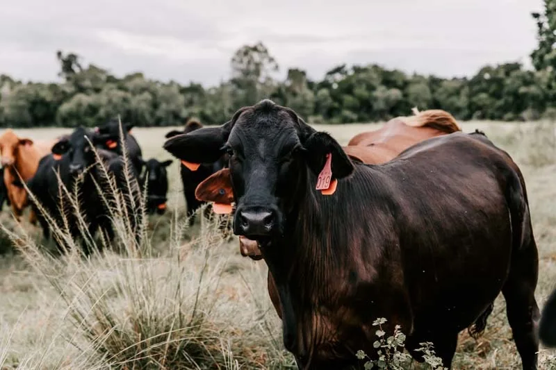 N+H 29-04-23 Th3rd Dimension Media WR-1471