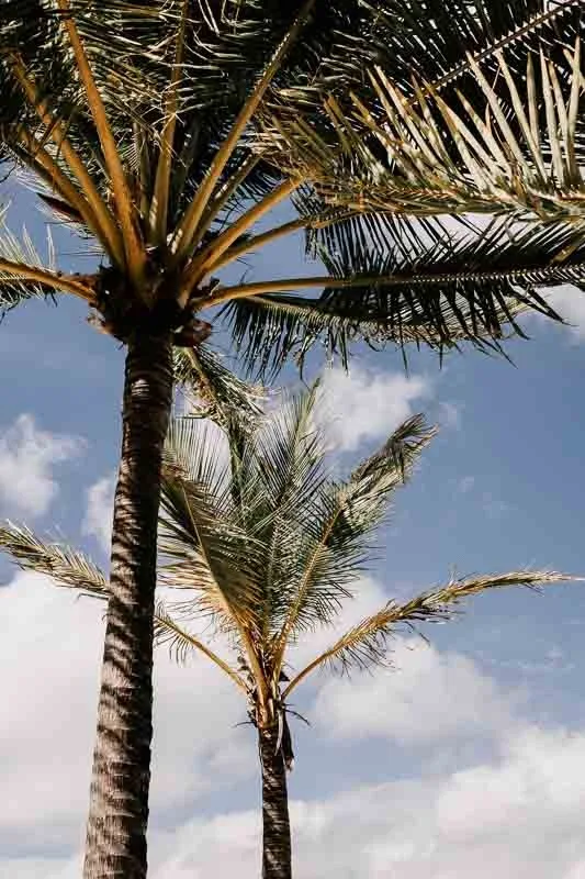 Palm trees and blue sky
