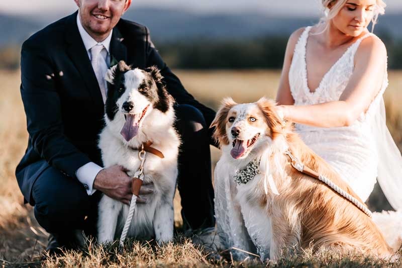 Bride & Groom with border collies