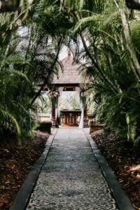 Professional videography pathway framed by lush green palms