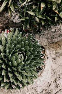 Professional videography, photography, drone footage of cacti plants