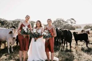 Professional videography, photography, bridal party with cattle