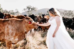 Professional videography photography and drone footage of a bride with cows in a rural landscape