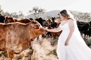 Professional videography photography and drone footage of a bride with cows in a rural landscape