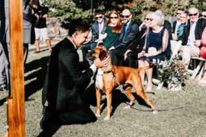 Professional videography captures dog greeting at outdoor event