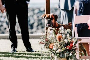 Professional videography photography and drone footage dog wedding