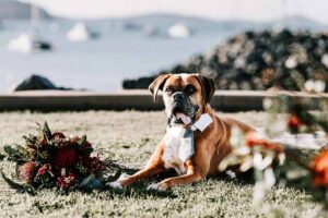 Professional videography photography and drone footage of a dog on grass