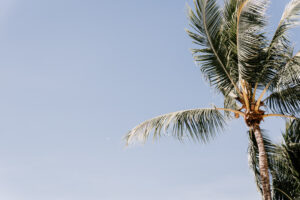 Professional videography photography and drone footage of palm tree