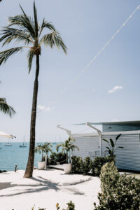 Professional videography palm tree on tropical beach shore