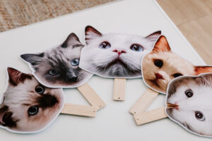 Professional videography photography and drone footage cat masks