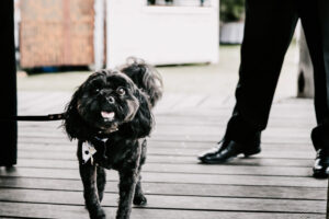 Professional videography featuring a cute dog on wooden deck