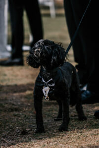 Professional videography dog with black fur standing outdoors