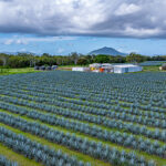 Professional videography photography and drone footage of farm fields