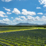 Professional videography, photography, and drone footage of fields