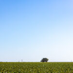 Professional videography photography drone footage of vast field