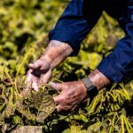 Professional videography capturing farmer examining crop quality