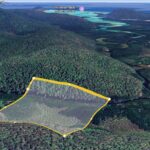 Professional videography photography and drone footage of lush forest