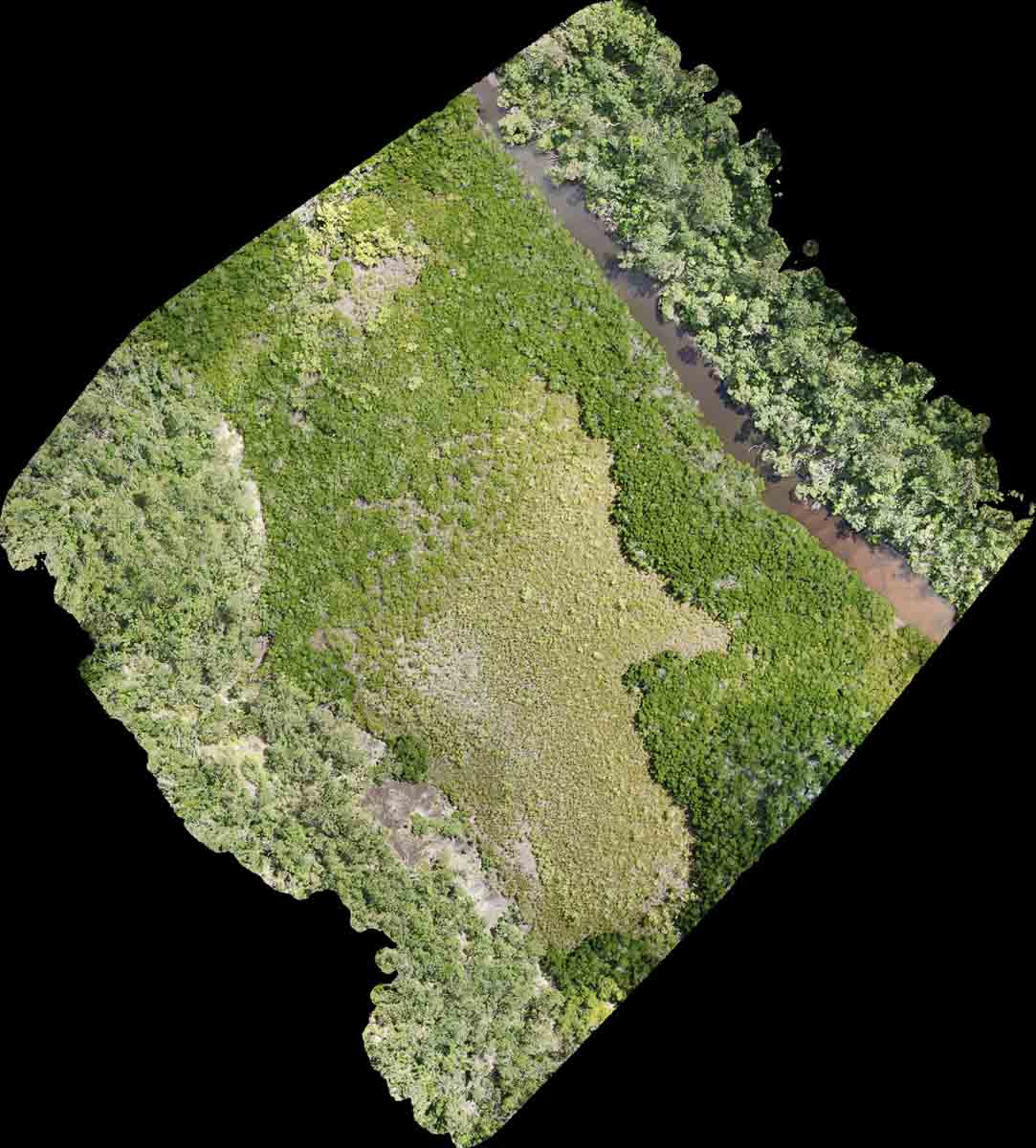 Overhead mapping image of mangrove vegetation and a waterway from TDM’s QPWS project