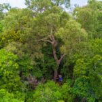 Professional videography, photography, and drone footage of lush forest landscape from above