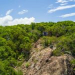 Professional videography photography drone footage of lush forest