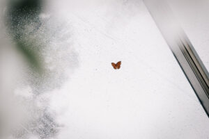 Professional videography photography and drone footage butterfly window