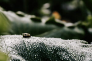 Professional videography, photography, and drone footage of raindrops