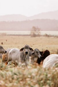 Professional videography photography and drone footage of cattle grazing in a serene meadow