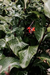 Professional videography, photography, and drone footage of lush greenery with red flower.