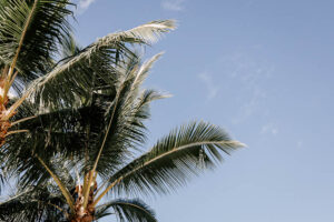 Professional videography palm trees against clear blue sky