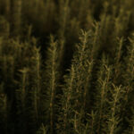 Professional videography showing close-up of green foliage