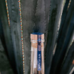 Professional videography photography capture of agave plant bottle