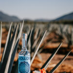 Professional videography and drone shot of agave field display