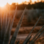 Professional videography, photography, and drone footage of sunset desert landscape