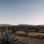 Professional videography photography and drone footage of agave field