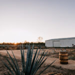 Professional videography photography and drone footage of agave farm